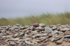 IMG_2559-scaled