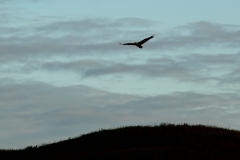 Pygargue à queue blanche