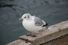 img_0784